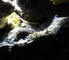 Namunaria pacifica