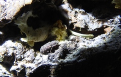Namunaria pacifica