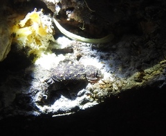 Namunaria pacifica