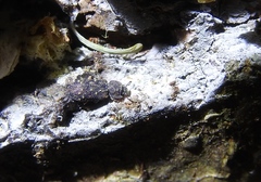 Namunaria pacifica