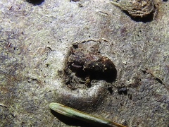 Namunaria pacifica