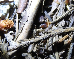 Leptobunus parvulus