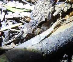 Leptobunus parvulus