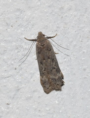 Anacampsis populella