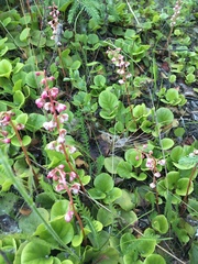 Pyrola asarifolia asarifolia