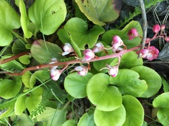 Pyrola asarifolia asarifolia