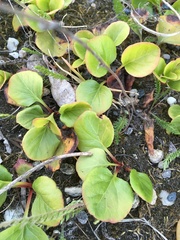 Pyrola asarifolia asarifolia