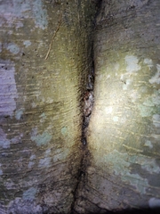 Uperodon taprobanicus