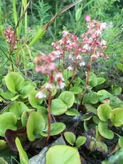 Pyrola asarifolia asarifolia