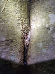 Uperodon taprobanicus