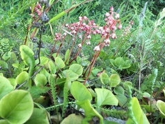 Pyrola asarifolia asarifolia