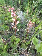 Pyrola asarifolia asarifolia