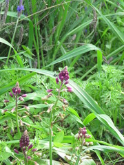 Bellevalia trifoliata