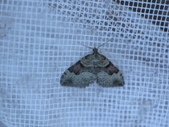 Xanthorhoe decoloraria