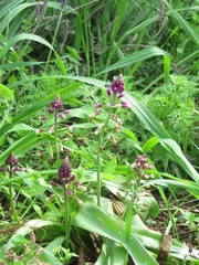 Bellevalia trifoliata