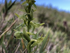 Platanthera mandarinorum