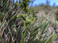 Platanthera mandarinorum