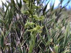 Platanthera mandarinorum