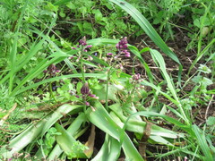 Bellevalia trifoliata