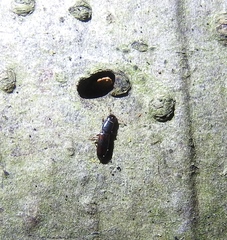 Corticeus