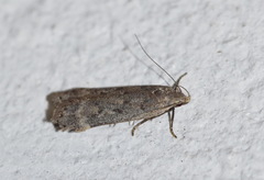 Anacampsis populella