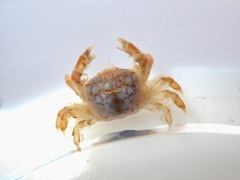Opisthopus transversus