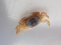 Opisthopus transversus