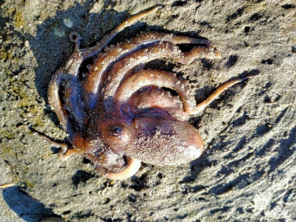 Typical Octopuses from Warrington, New Zealand on July 02, 2021 at 0244 PM by John Barkla. Dead