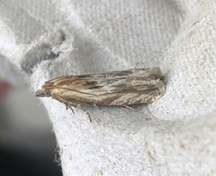Eucosma cana