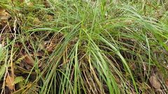 Carex brunnea