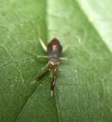 Heterotoma planicornis