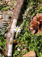 Bellium bellidioides