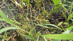 Fimbristylis bisumbellata