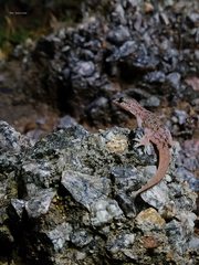 Hemidactylus murrayi