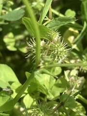 Medicago arabica