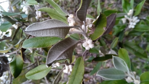 Vitex betsiliensis image