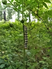 Cucullia scrophulariae
