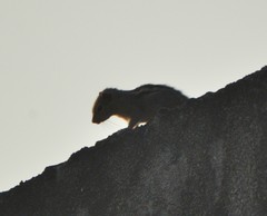 Funambulus palmarum