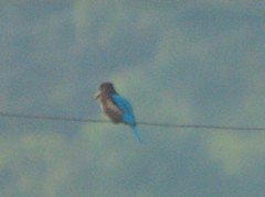 Halcyon smyrnensis