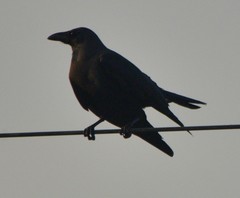 Corvus splendens