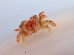 Opisthopus transversus