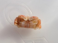 Opisthopus transversus