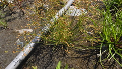 Fimbristylis bisumbellata