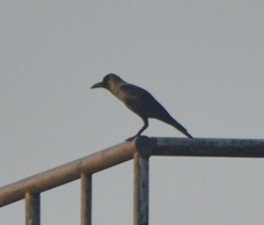 Corvus splendens