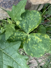 Puccinia