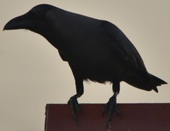 Corvus splendens