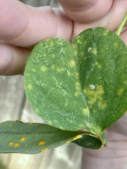 Puccinia