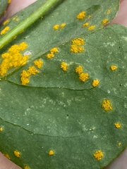 Puccinia