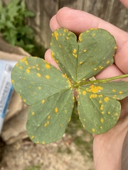 Puccinia