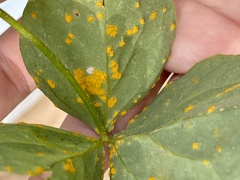 Puccinia